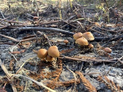 Psilocybe allenii
