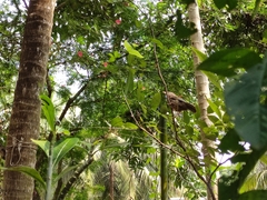 Argya striata