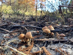 Psilocybe allenii