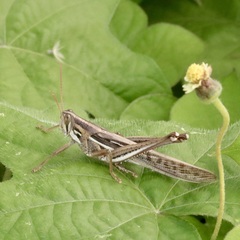 Schistocerca pallens