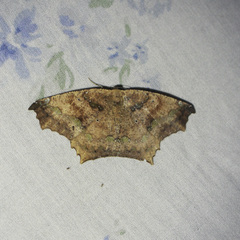 Paragonia cruraria