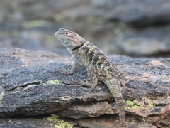 Sceloporus uniformis