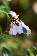 Vespa velutina nigrithorax