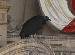 Coragyps atratus