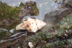 Latirus polygonus