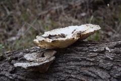 Trametes aesculi