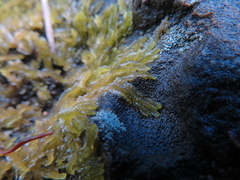 Lophocolea semiteres