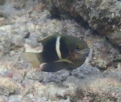 Chrysiptera biocellata