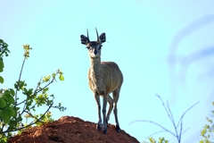 Oreotragus oreotragus transvaalensis