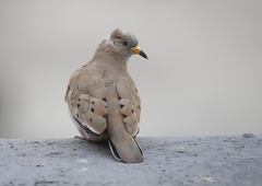 Columbina cruziana