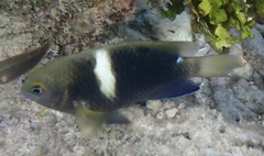 Chrysiptera biocellata