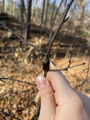 Malacosoma americana