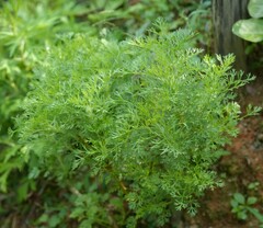 Artemisia capillaris