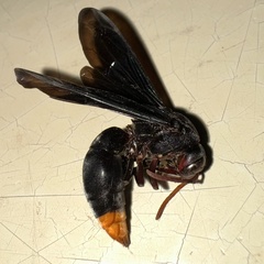 Synagris