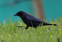 Molothrus bonariensis