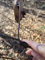 Malacosoma americana