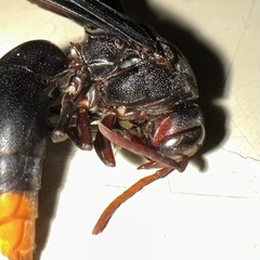 Synagris