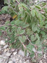 Calliandra conferta