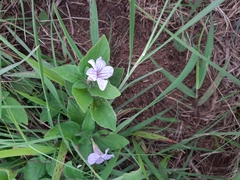 Ruellia prostrata
