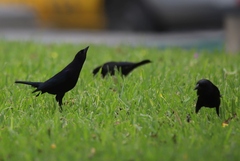 Molothrus bonariensis