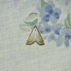 Blepharomastix saurialis