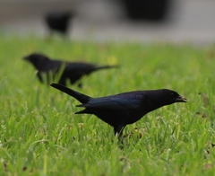 Molothrus bonariensis