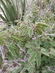 Calliandra conferta