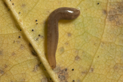 Argonemertes dendyi