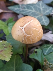 Cystoderma aureum