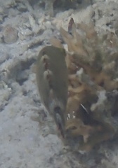 Cheilinus chlorourus