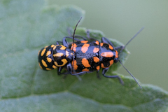 Metallactus madefactus