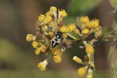 Megachile conjuncta