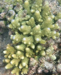 Acropora humilis