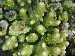 Acropora humilis