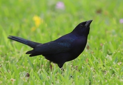 Molothrus bonariensis