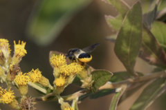 Megachile conjuncta