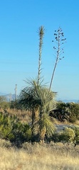 Yucca elata