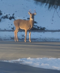 Odocoileus virginianus