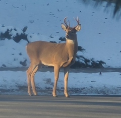 Odocoileus virginianus