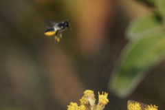 Megachile conjuncta
