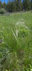 Stipa