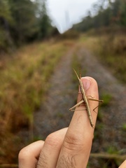 Achurum carinatum