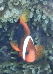 Amphiprion melanopus