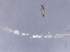 Plutella xylostella-australiana