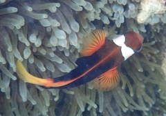 Amphiprion melanopus