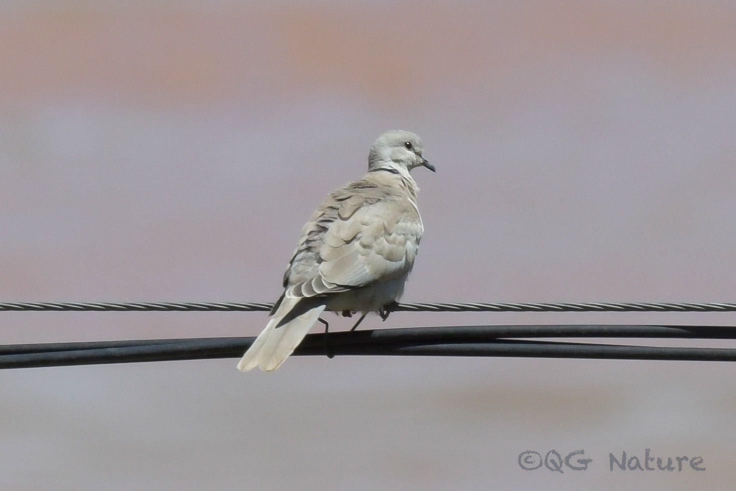 Eurasian Collared Dove