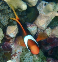 Amphiprion melanopus