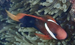 Amphiprion melanopus