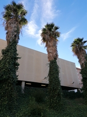 Washingtonia robusta