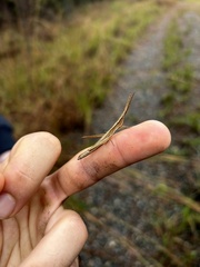 Achurum carinatum